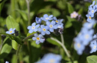 Samsung Galaxy S25 Ultra recenze květiny