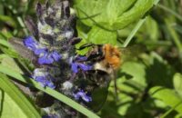 Samsung Galaxy S25 Ultra recenze čmelák