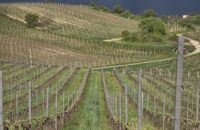 Samsung Galaxy S25 Ultra recenze vinice