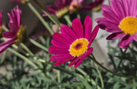 Samsung Galaxy S25 Ultra recenze květina