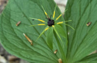 Samsung Galaxy S25 Ultra recenze vraní oko