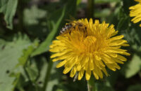 Samsung Galaxy S25 Ultra recenze včela