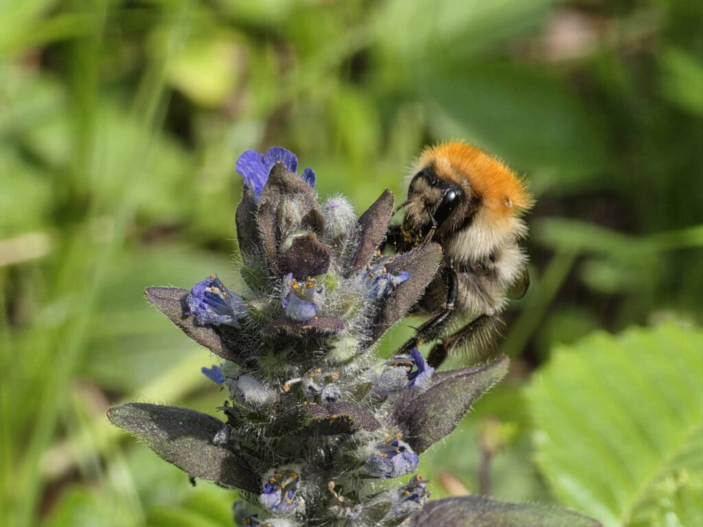 Samsung Galaxy S25 Ultra recenze čmelák