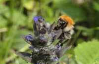 Samsung Galaxy S25 Ultra recenze čmelák