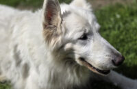 Samsung Galaxy S25 Ultra recenze pes