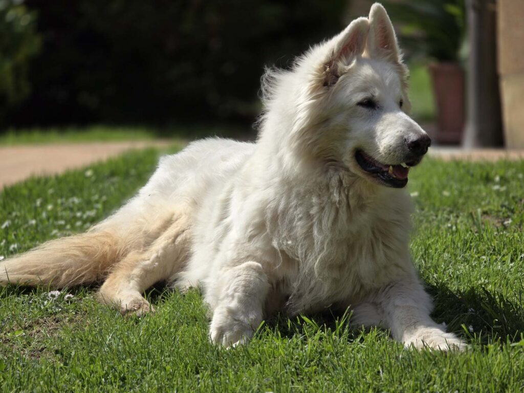 Samsung Galaxy S25 Ultra recenze pes