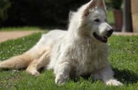 Samsung Galaxy S25 Ultra recenze pes