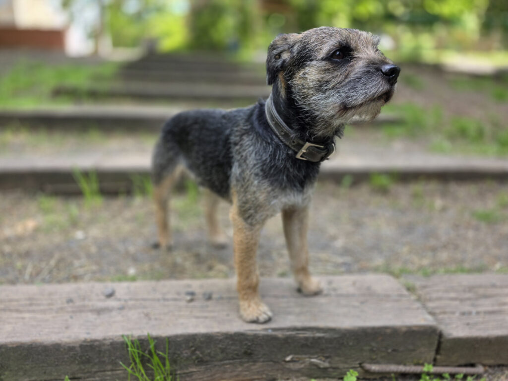 Samsung Galaxy S25 Ultra recenze pes