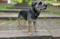 Samsung Galaxy S25 Ultra recenze pes