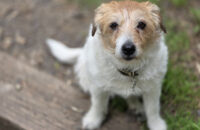 Samsung Galaxy S25 Ultra recenze pes