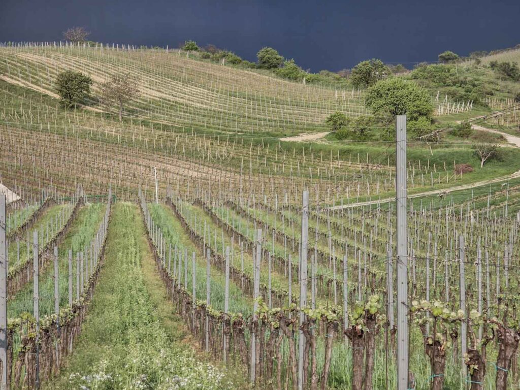 Samsung Galaxy S25 Ultra recenze vinice