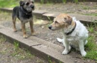 Samsung Galaxy S25 Ultra recenze psi