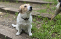 Samsung Galaxy S25 Ultra recenze pes