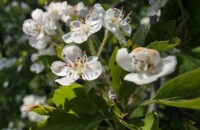 Samsung Galaxy S25 Ultra recenze květy