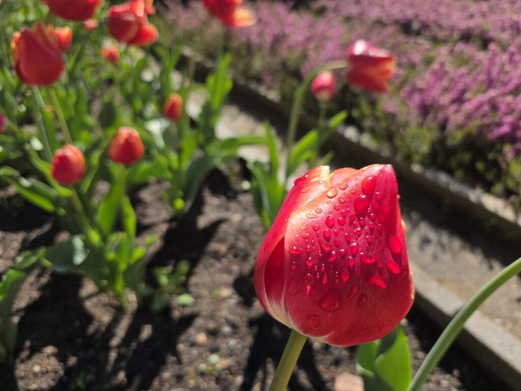 Samsung Galaxy S25 Ultra recenze květiny