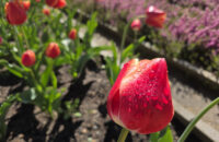 Samsung Galaxy S25 Ultra recenze květiny