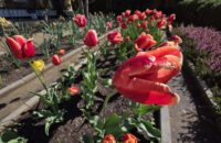 Samsung Galaxy S25 Ultra recenze květiny