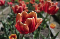 Samsung Galaxy S25 Ultra recenze květiny