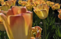 Samsung Galaxy S25 Ultra recenze květiny