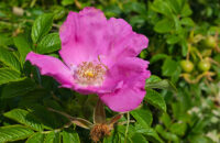 Detail květiny - recenze Xiaomi 14