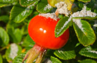 Detail květiny - recenze Xiaomi 14