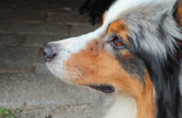 Portrét psa - recenze Xiaomi 14