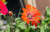 Detail květiny - recenze Xiaomi 14