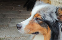 Portrét psa - recenze Xiaomi 14