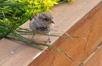 Pták - recenze Xiaomi 14