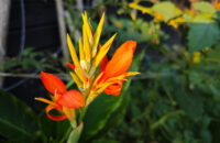 Detail květiny - recenze Xiaomi 14