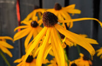 Detail květiny - recenze Xiaomi 14