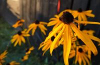 Detail květiny - recenze Xiaomi 14