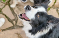 Xiaomi 15T Pro - recenze - pes