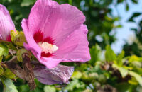 Xiaomi 15T Pro - recenze - květina