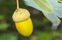 Xiaomi 15T Pro - recenze - žalud