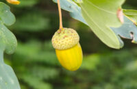 Xiaomi 15T Pro - recenze - žalud