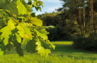 Xiaomi 15T Pro - recenze - buk