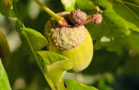 Xiaomi 15T Pro - recenze - žalud