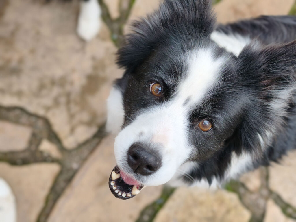 Xiaomi 15T Pro - recenze - pes