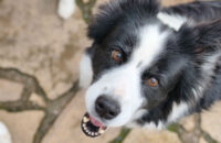 Xiaomi 15T Pro - recenze - pes