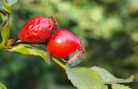 Xiaomi 15T Pro - recenze - šípková růže