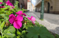 Xiaomi 15T Pro - recenze - květina