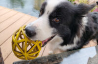 Xiaomi 15T Pro - recenze - pes