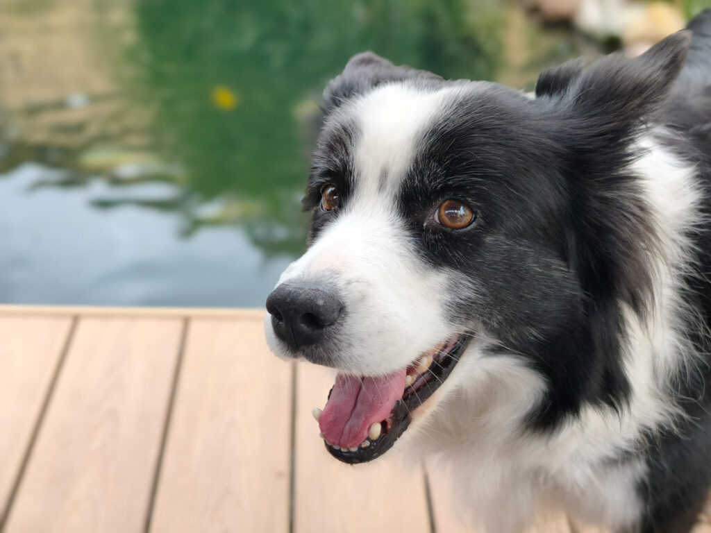 Xiaomi 15T Pro - recenze - pes