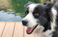 Xiaomi 15T Pro - recenze - pes