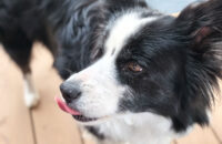 Xiaomi 15T Pro - recenze - pes