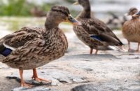 Xiaomi 15T Pro - recenze - kachna