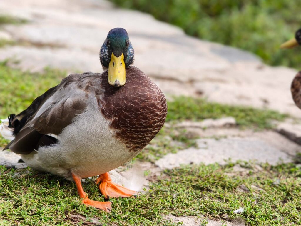 Xiaomi 15T Pro - recenze - kachna