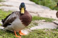 Xiaomi 15T Pro - recenze - kachna