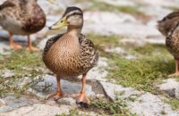 Xiaomi 15T Pro - recenze - kachna